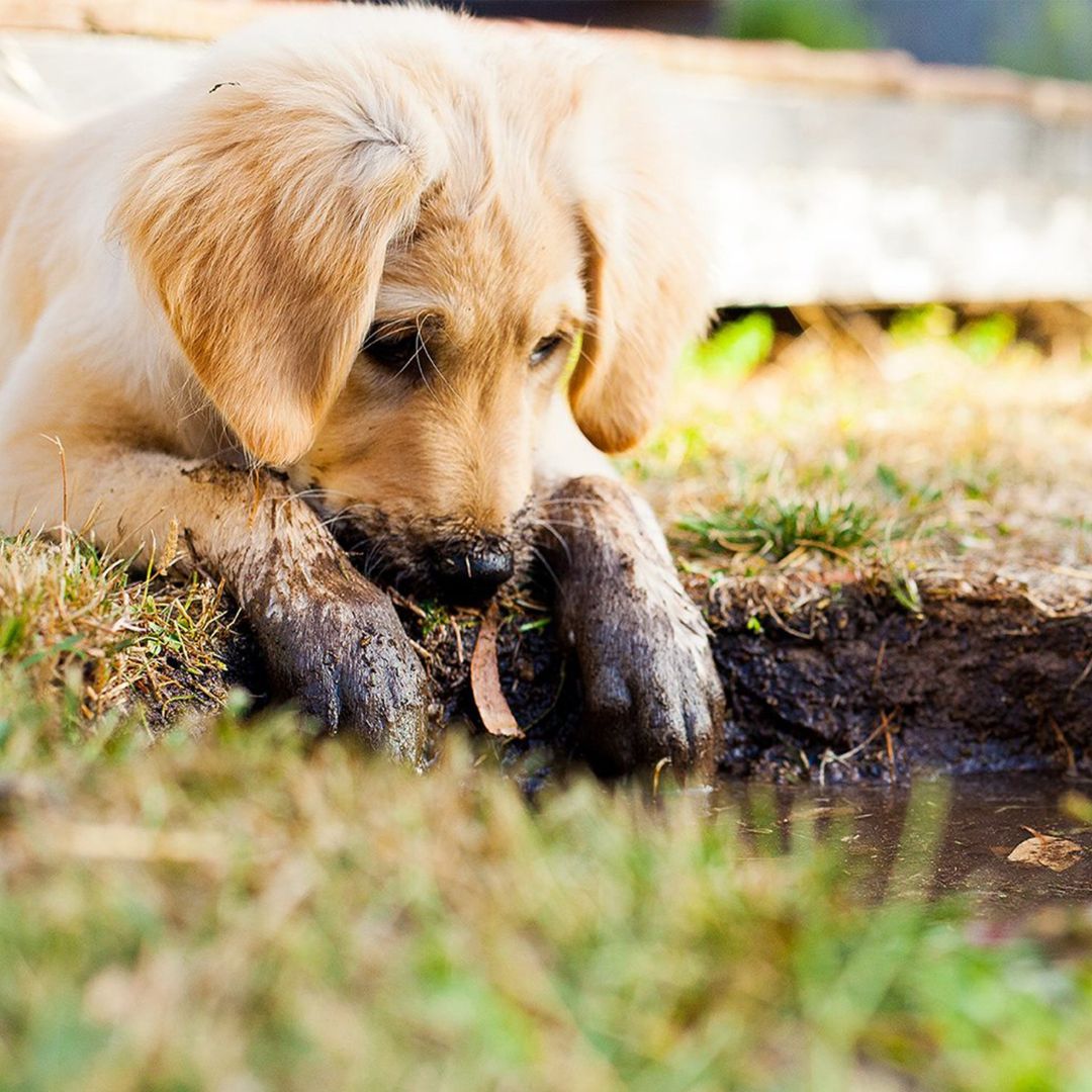 Happy weekend paw-pals! Don't get too messy!! 🐾 

#DazzlingPaws #doggroomers 

#DogGrooming #Dogs #Doggo #Puppers #DogsofIG #DogsofInstagram #DogsofAuckland #Auckland #Remuera #Orakei