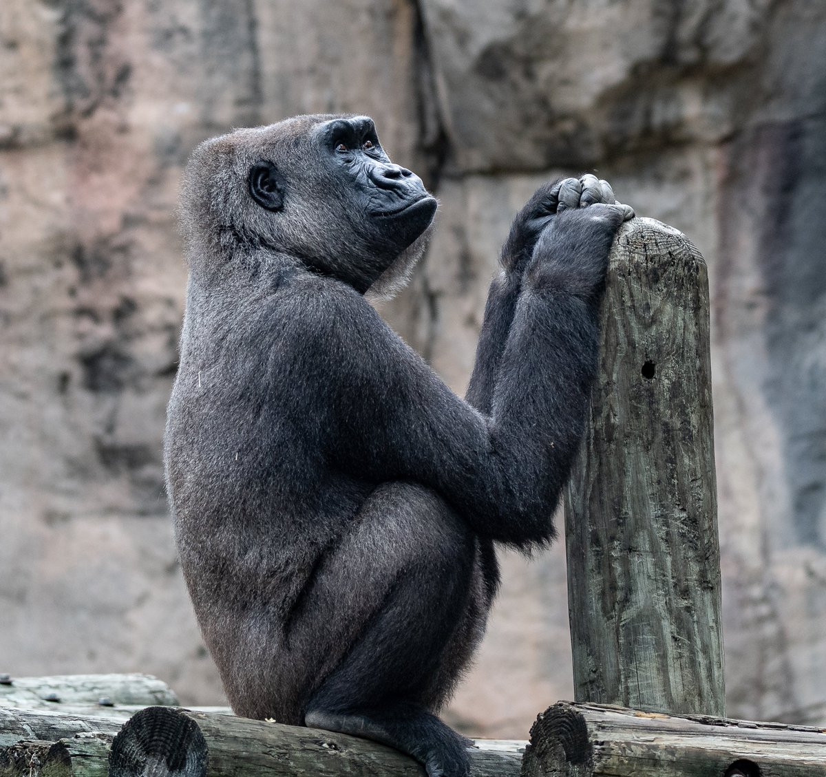 RGPHOTO2's tweet photo. Fort Worth Zoo – Sekani enjoying a little time by herself. 6/2023
#fortworthzoo #gracie #bruno #elmo #gus #gorillas #gorilla #primates #westernlowlandgorilla #littlerockzoo #lrzoo #bukavu #sekani https://t.co/OWM59t3zIO