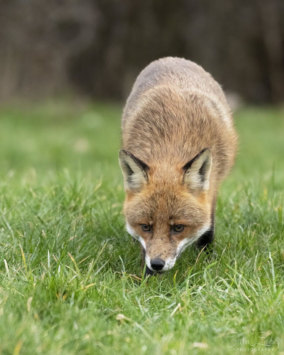 Red Fox 🦊 on the prowl. #foxes #foxesofinstagram #redfox #bbccountryfilemagpotd #foxesofig  #vulpesvulpes #foxlove #ilovefoxes #nature #animals #cutefox #foxlovers #instafox #foxlife #foxoftheday #freshbreezeclub #bbcwildlifepotd #animal #marblefox #vulpes #foxlover #foxkit