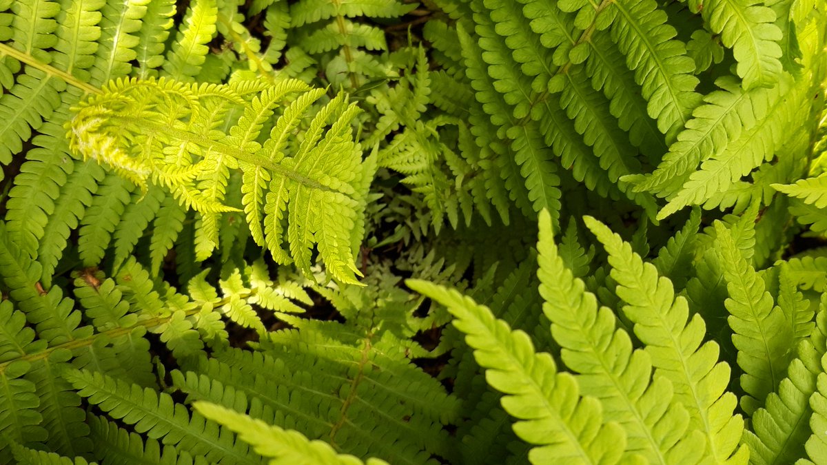 Happy #FernFriday 💚
#fern #nature #GardeningTwitter #NaturePhotography