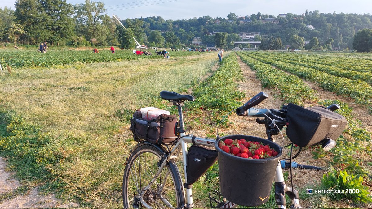 seniortour2000's tweet photo. 🎵Strawberry Fields Forever..i pro @p_athologist 🍓😀 V 6:32 placeno a frčím domů. Při příjezdu 6 aut a lidí pár, při odjezdu zase auta až na hlavní, ale neboj se a vyraž, jahod je stále plno #samosber #jahody https://t.co/GGr7USHKj4