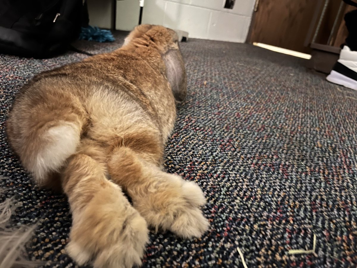 windixen's tweet image. #bunnybuttfriday apple says hi and grants you some feetsies too 🍎