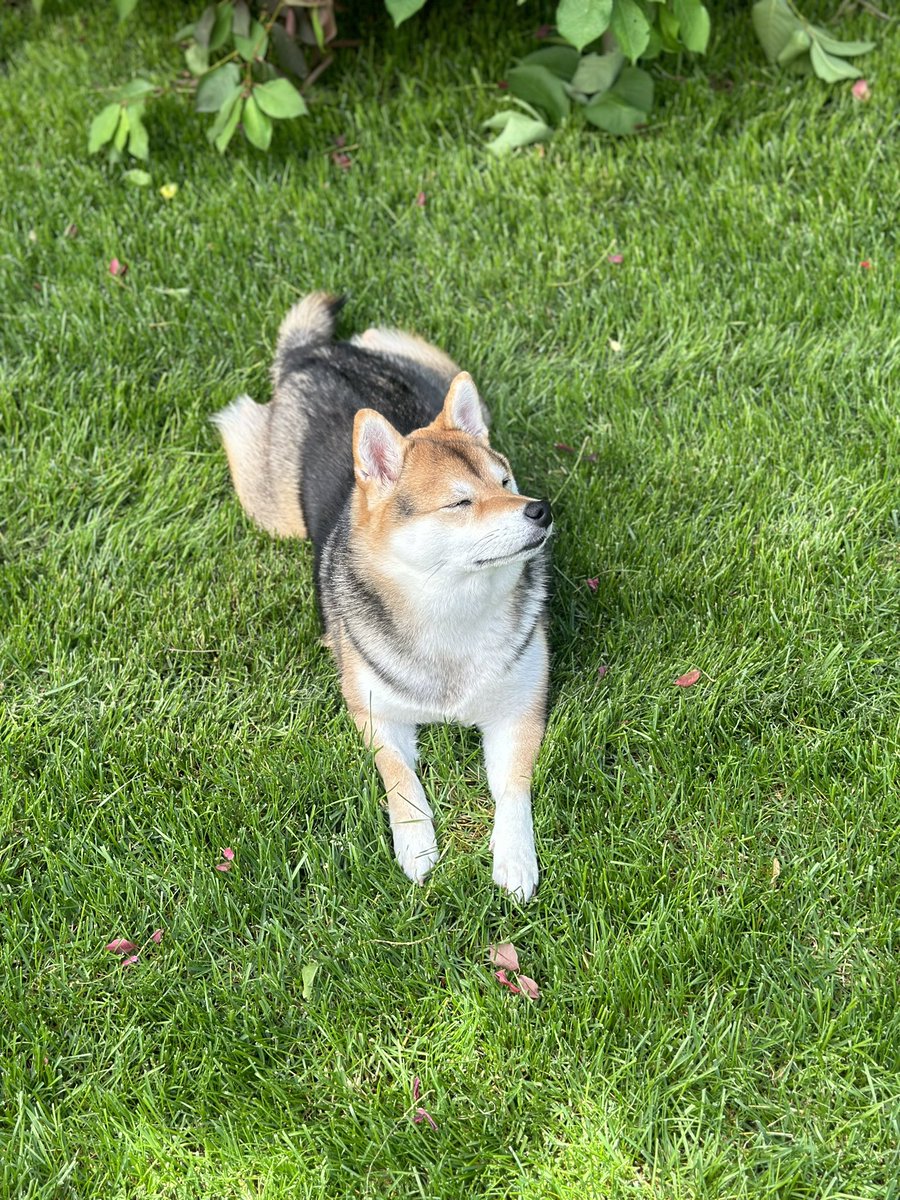 Doomed Kitsune tweet media