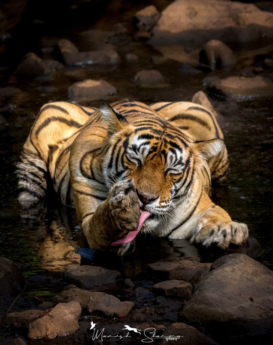 Feature Friday!✨

A stunning moment captured beautifully by Manish Sharma
.
.
#indianwildlife #wildlifephotography #NaturePhotography #indiwild #twitternaturecommunity #wildlife #tiger #bigcats #bigcatconservation