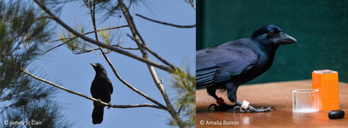 alexisjbreen's tweet image. #CrowCoG is seeking qualified applicants for🚨TWO FUNDED PHD POSITIONS🚨 Field and aviary work; international team; and of course, the tool-using New Caledonian crows. Full info here: bit.ly/3Pht46r Please RT!