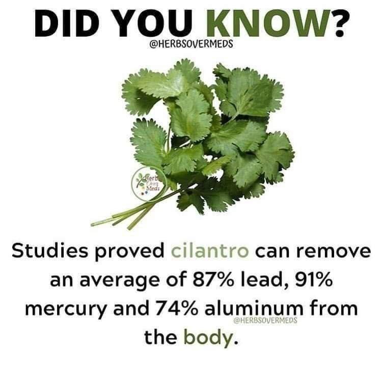 I love cilantro!

#naturalmedicines 
#gardeningtips #bushcraft #farming #farmlife #chickens #livestock #gardeningtwitter #homesteading #offgrid #prepping #survivalskills #survivalism #permaculture #electroculture #selfsufficiency