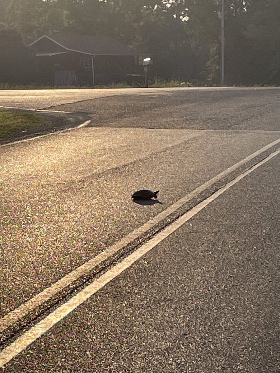 laurabelle65's tweet photo. @thor_benson In Tennessee, turtles are often relocated. He was crossing a busy road and I just couldn’t leave him. I couldn’t tell if he was happy or not but he lived to see another day! https://t.co/qKjMKIXwYg