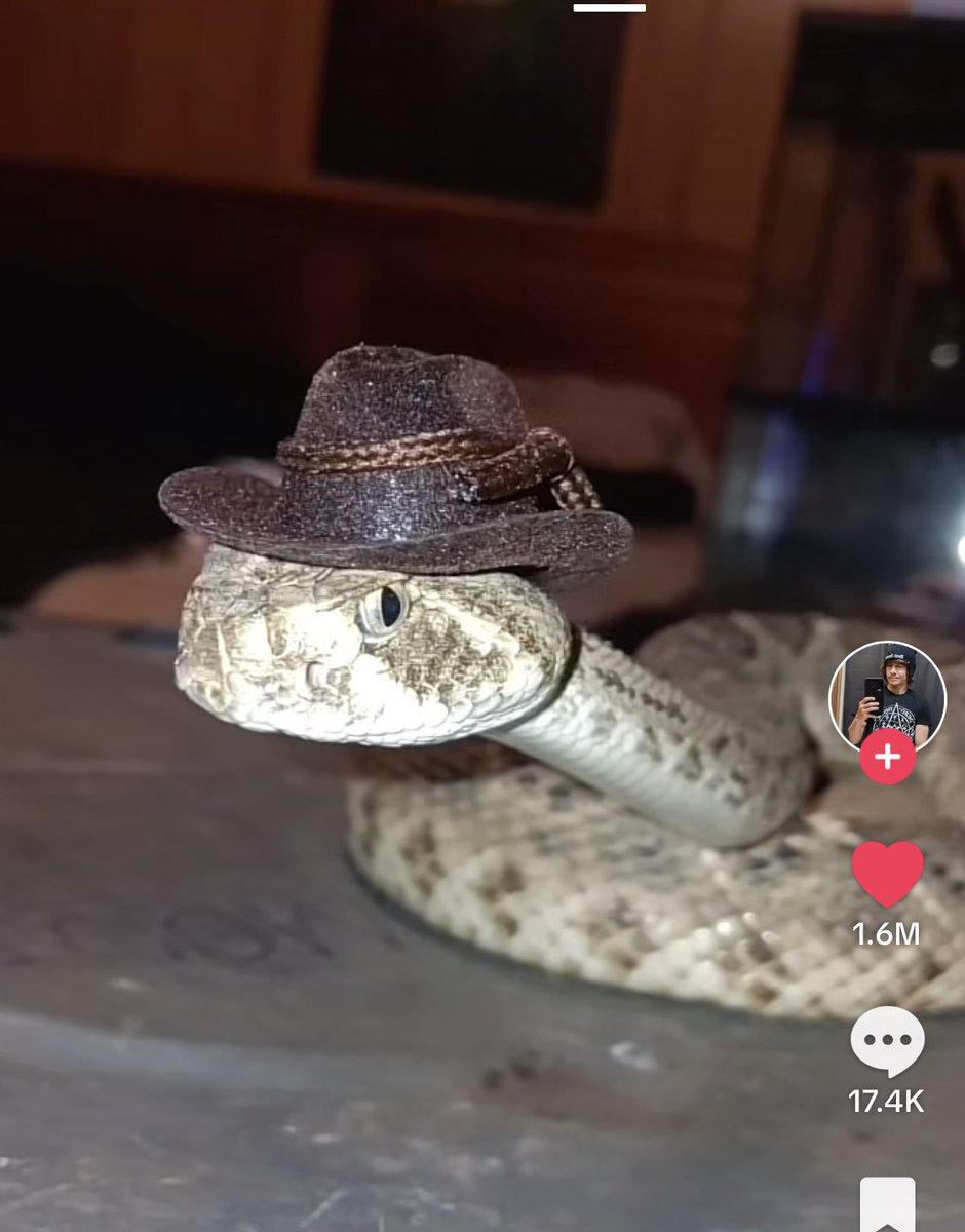 This is my favourite TikTok video atm 🐍🤠