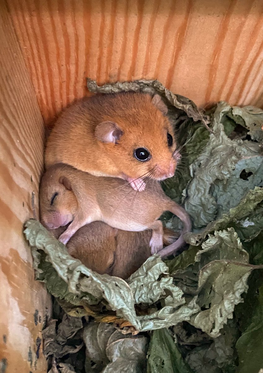 Great news for #hazeldormice!🎉

This week with the help of partners & volunteers we’re boosting the dormouse population in Derbyshire making it our 26th reintroduction site in the UK and first in the National Forest! #DormouseReintro2023
👉 ptes.org/first-reintrod…

📸Selena Bone