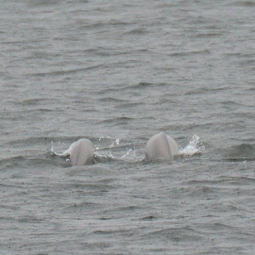 Today we were researching a different cetacean species, the finless #porpoise (#スナメリ 'sunameri' in Japanese). The team did a rainy morning #survey with @Etec_npo in Matsushima Bay & had 2 sightings. The 1st a group of 2 & the 2nd a larger group of around 10! #japan © M.Saito