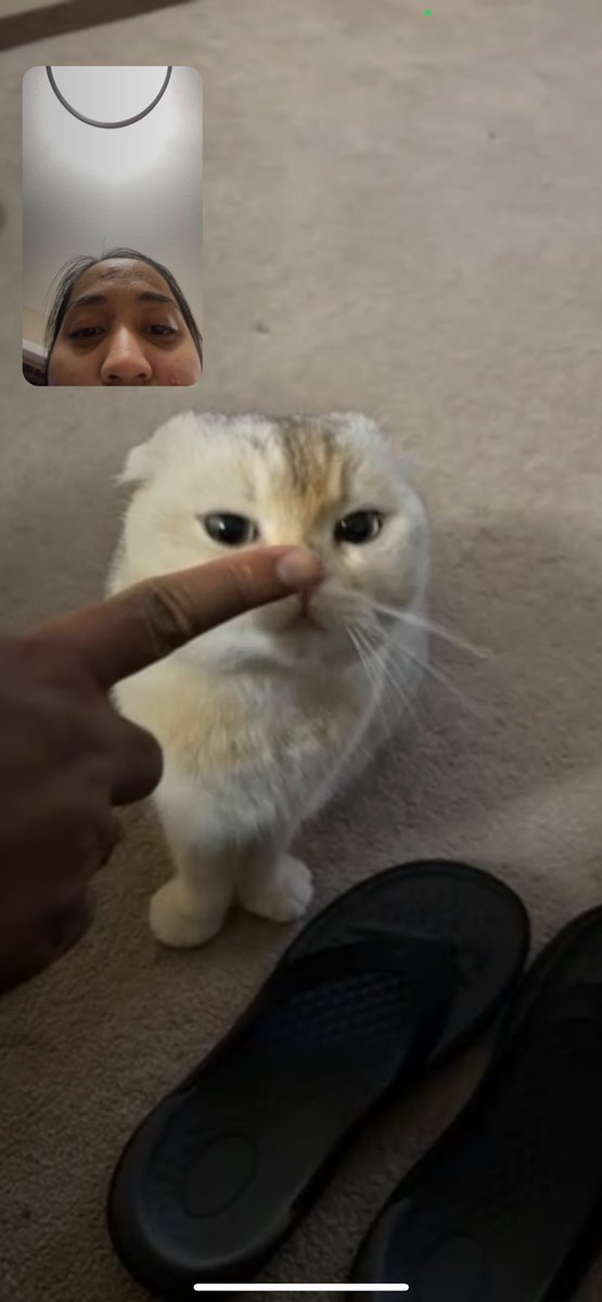 lenglannu's tweet photo. Boop boop boop boop https://t.co/haTNCOrv6t