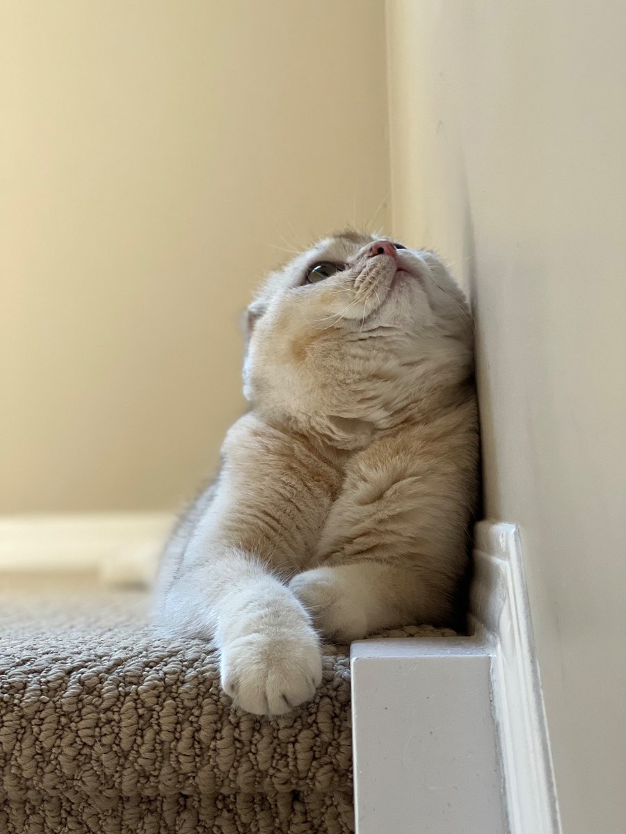 lenglannu's tweet photo. Boop boop boop boop https://t.co/haTNCOrv6t