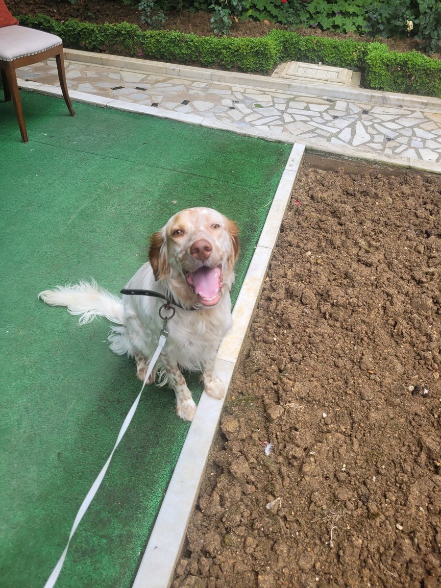 melothepit's tweet photo. 1 yıllık hayatına tonlarca dayağı,  kafeste yaşamayı, terk edilmeyi,  acı çekmeyi sığdırıp yine de etrafa neşe saç. Biraz yürüdük koştuk oynadık. Yan bahçeleri dikizledik... Artık bu çocuk kafeste değil annesinin / babasının kucağında uyusun 🥺 https://t.co/e1e4KtEYBx