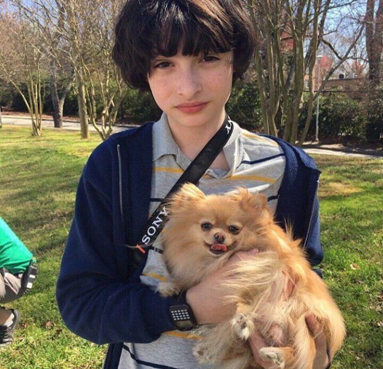 @wheelercoded finn wolfhard holding dogs you are my favourite