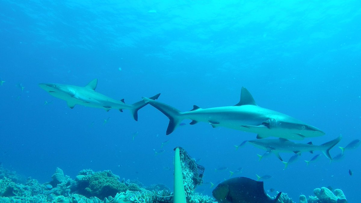Leanne Currey-Randall (@leannemcurrey) on Twitter photo Our new <a href="/globalfinprint/">Global FinPrint</a> paper now out in <a href="/ScienceMagazine/">Science Magazine</a> and led by <a href="/SharkColin/">Colin Simpfendorfer</a>! Includes global data and shows declines in 5 common reef sharks globally. The Great Barrier Reef has low levels of depletion with very high diversity 🐟 Our new <a href="/globalfinprint/">Global FinPrint</a> paper now out in <a href="/ScienceMagazine/">Science Magazine</a> and led by <a href="/SharkColin/">Colin Simpfendorfer</a>! Includes global data and shows declines in 5 common reef sharks globally. The Great Barrier Reef has low levels of depletion with very high diversity 🐟