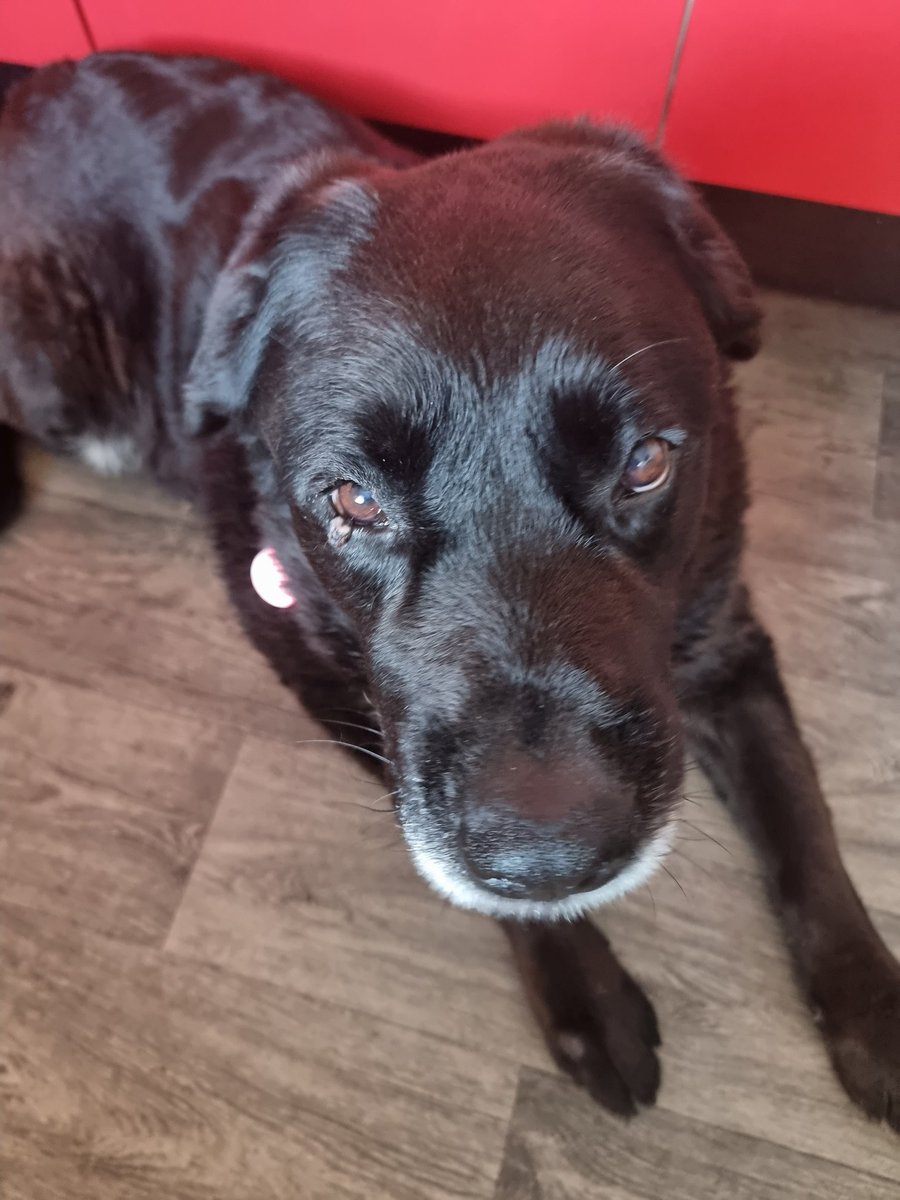 scooper147's tweet photo. 🐾 Operation day for The Beast 😔😔 not happy that he can't have his breakfast 🤣🤣 https://t.co/MY7FgvGhsE