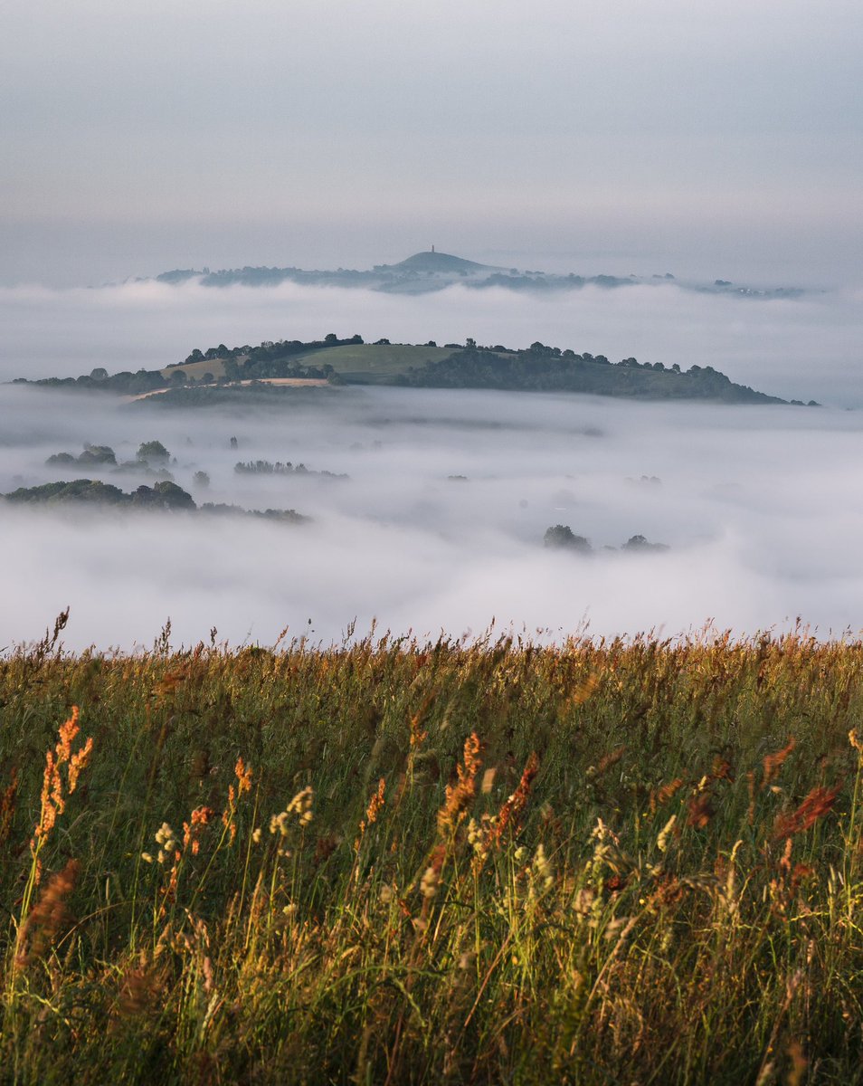 The long view

Looking towards Glastonbury Tor from Deer Leap, the other morning. Mist is hard to come by during this relentless heat, so I wasn’t going to miss an opportunity… Lovely light catching the long grass in the field