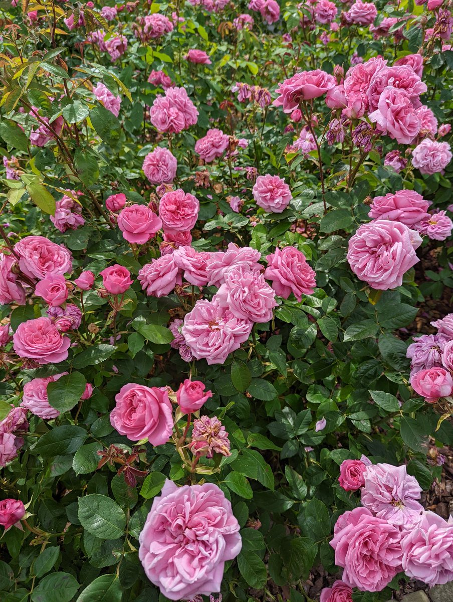 ShannenJJohnson's tweet image. A year ago I was in the beautiful Port Sunlight for #AIMConference - little did I know I was pregnant! I found out 2 days later after being sick the whole way home 😬 a year later I have the absolute delight that is Lyra. Hope everyone at #AIMConference2023 is enjoying Edinburgh!