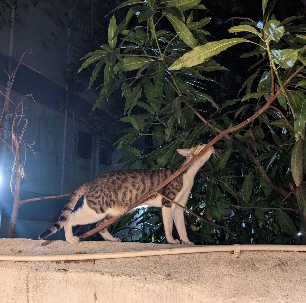 DakshitShah's tweet photo. Same energy 🐈‍⬛ https://t.co/XBOMHwyQn1