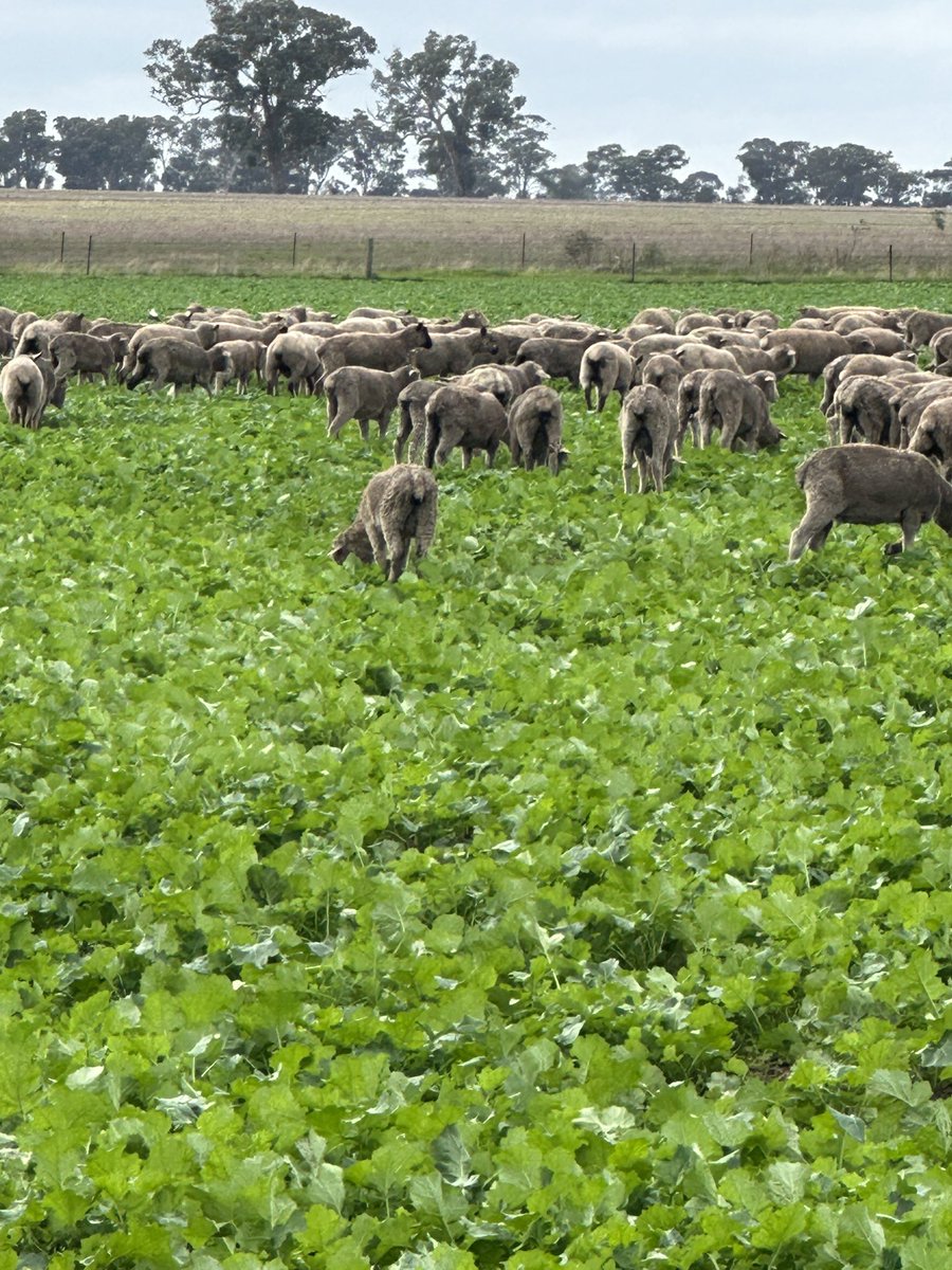 Almost makes me cry every time I put sheep on a perfectly good crop of 970CL Canola.😬😬