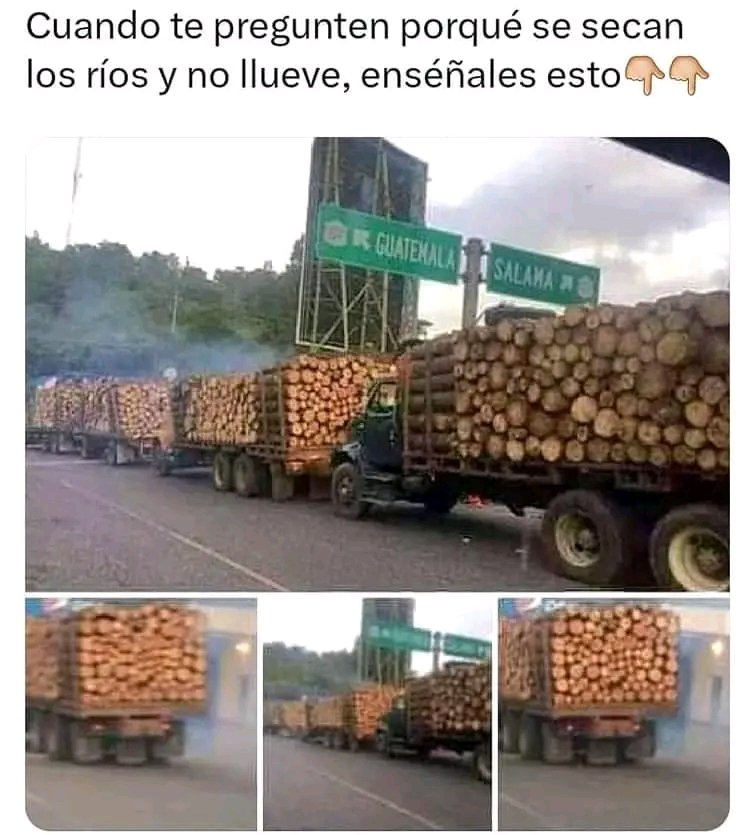 Realidad de los bosques y selvas en Latinoamérica...