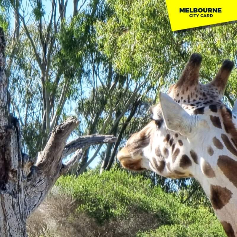 Experience Australian-African themed zoo in Werribee Now included with the Melbourne City Card!

#Travel #Wanderlust #VisitMelbourne #VisitAustralia #ExploreMelbourne #TourismAustralia #Vacation #Adventure #Werribee #MelbourneCityCard