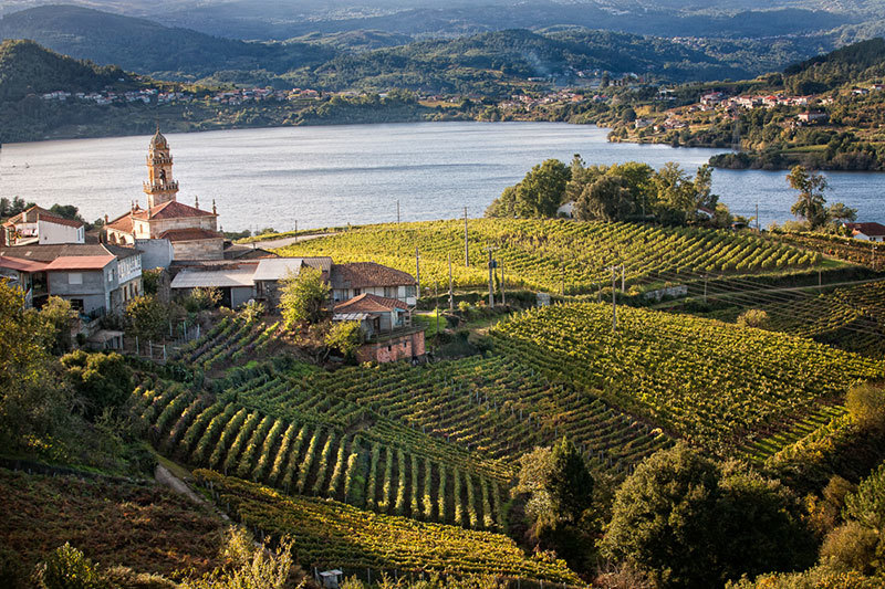 🌍 Mirador de El Calvario, Castrelo de Miño
Desde este mirador contemplamos uno de los paisajes más hermosos que ofrecen las riberas del Miño. 

 <a href="/castreloinfo/">Concello de Castrelo</a>

#castrelodemiño #galicia #turismodegalicia