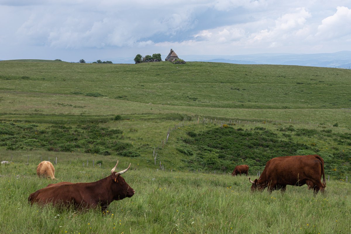 Paisible
😍
#salers #cantal #vache #cow #auvergne