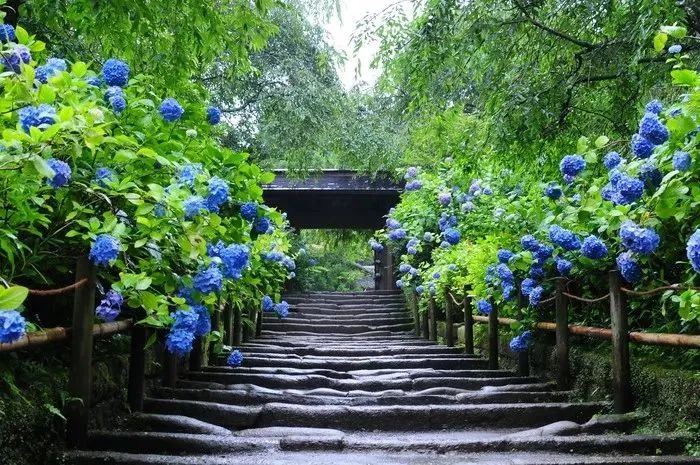 SoftUsing__'s tweet photo. 梅雨の日本はとてもロマンチックです  

1.明月園  
📍神奈川県鎌倉市山ノ内189  

鎌倉のあじさいの名所、明月院を起点に、花を愛でたり、お茶を飲んだり、初夏の庭園散策を始めましょう。

#Softusing #明月園 #鎌倉 #梅雨 https://t.co/jIqrsdFxFF