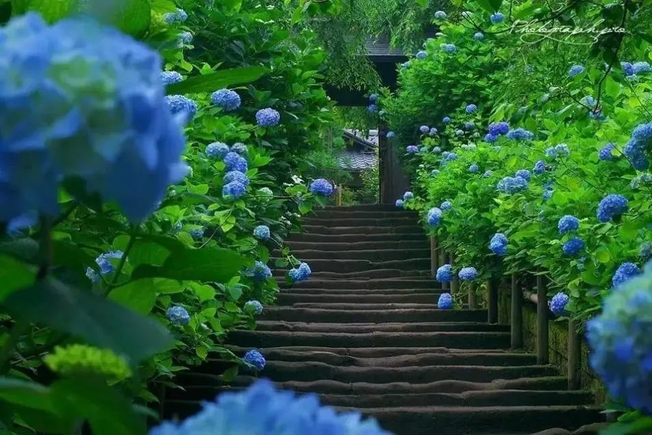 SoftUsing__'s tweet photo. 梅雨の日本はとてもロマンチックです  

1.明月園  
📍神奈川県鎌倉市山ノ内189  

鎌倉のあじさいの名所、明月院を起点に、花を愛でたり、お茶を飲んだり、初夏の庭園散策を始めましょう。

#Softusing #明月園 #鎌倉 #梅雨 https://t.co/jIqrsdFxFF