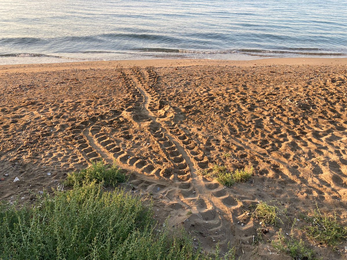 Zaradise beach: 6 nests, 20 visits.
🥰🐢💙

#carettacaretta #cheloniamydas #seaturtle #cyprus #turtleprotection