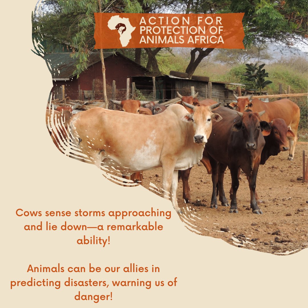 Cows' 🐄 extraordinary sixth sense!

These gentle giants can predict approaching storms and take preventive action by lying down! 

A powerful reminder that animals can be our allies in predicting disasters, giving us invaluable warnings of imminent danger. 

#FridayFunFact
