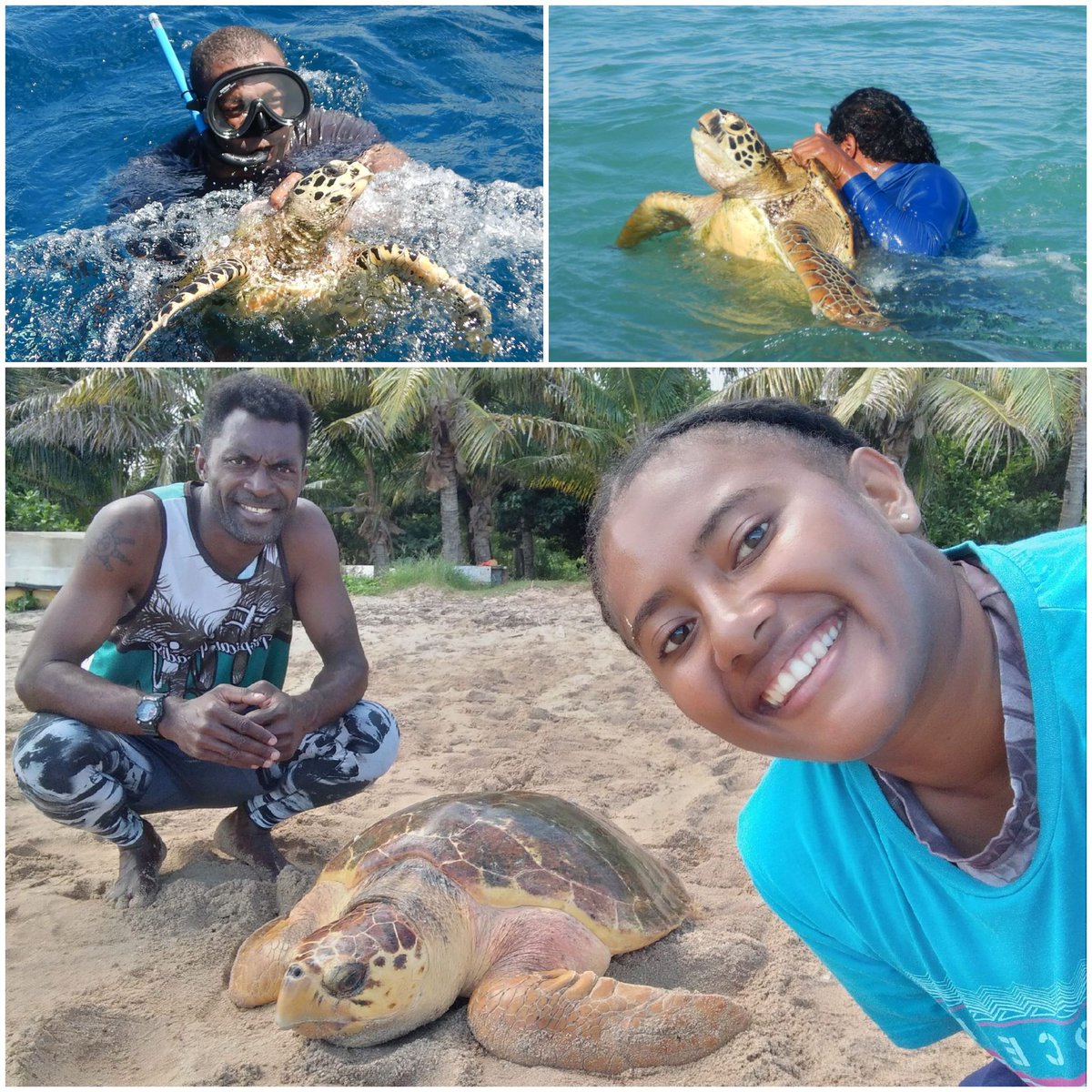16 June| Happy World Sea Turtle Day 

🌊 mega appreciation for Fiji Vonu team in protecting this iconic species
🌊featured hawksbill (top left), green (top right) and loggerhead turtle. 
🌊3 of the 7 world's species is commonly sighted in Fiji