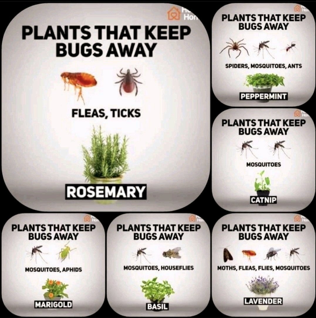 Plants that keeps insects away:
1- Basil
2- Bergamot
3- Catnip
4- Citronella
5- Eucalyptus
6- Lavender
7- Lemongrass
8- Marigold
9- Peppermint
10- Rosemary
#Plants #Insects #Agriculture #Natural_Repel