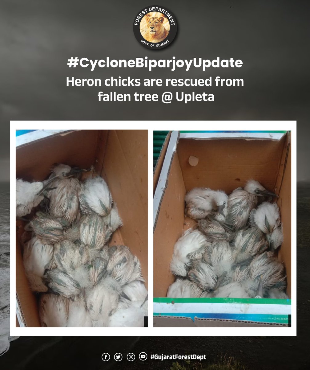 Heron chicks are rescued from fallen tree @ Upleta

#CycloneBiparjoyUpdate