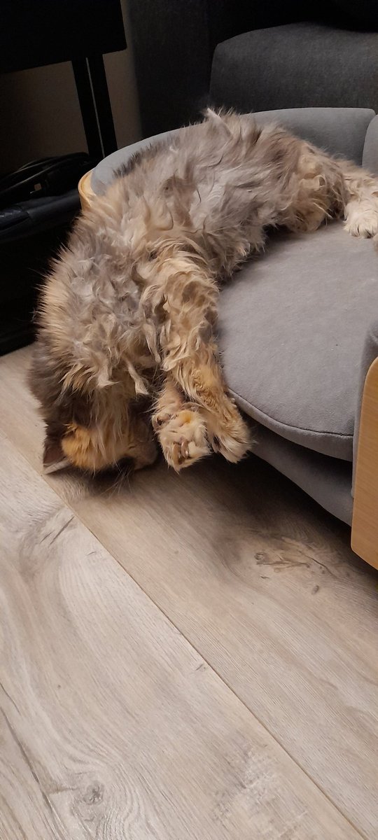 GeckoInMotion's tweet image. Found my cat sleeping like this. Yes she's fine and yes I woke her up after I stopped laughing 😂 #CatsofTwittter #derp