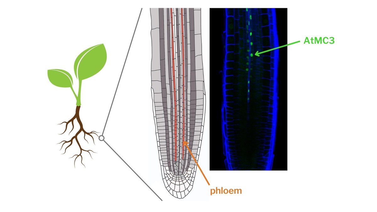 cragenomica's tweet photo. A newly identified protein🧬 confers drought tolerance🌡️ to plants 🌱

#CRAG work from @bactodeath @EPitsili &amp; collab. published in @NewPhyt found that AtMC3 increased levels confer tolerance to drought without affecting plant yield!🥵🌍

Read more➡️https://t.co/amrJur6vne https://t.co/yLi0cFHvM2