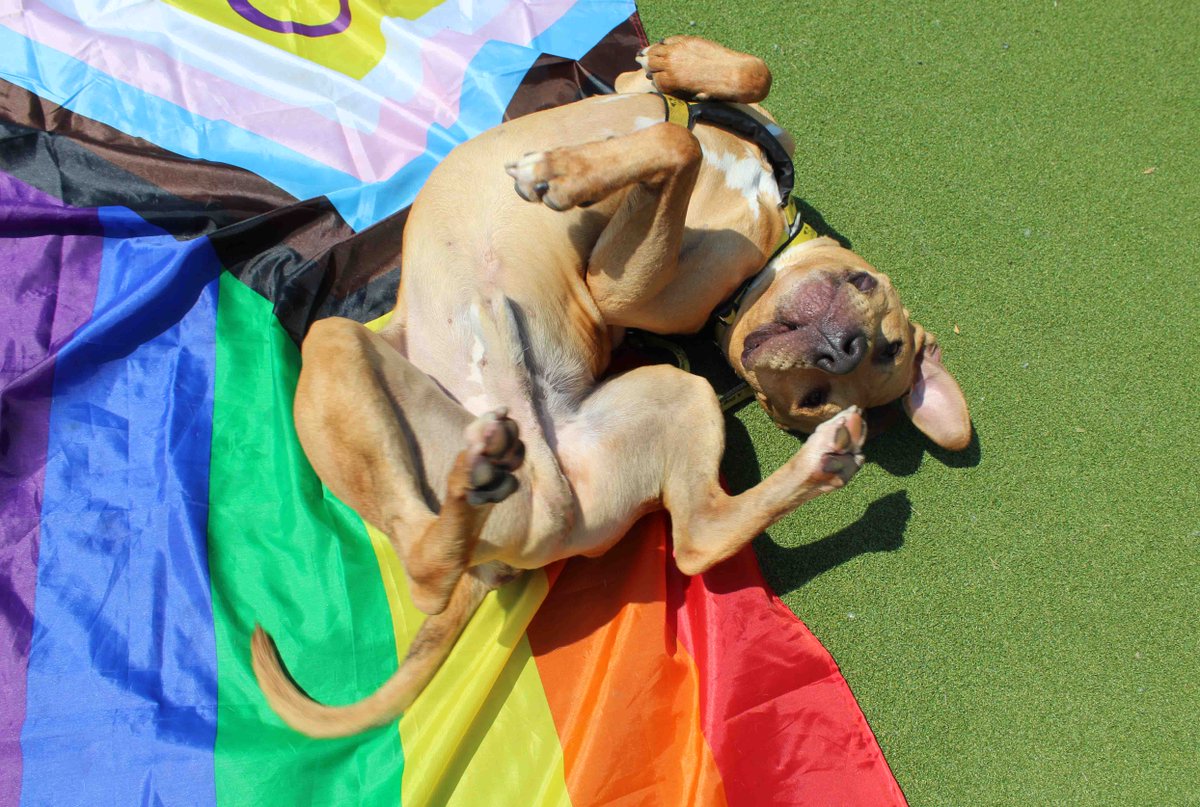 DT_Darlington's tweet photo. Insta vs Reality π³οΈβπ
Snoopy is showing off his #FridayFeeling with all his #Pride today
https://t.co/3RQzbVzB5N
#PrideMonth #Pride2023 #DogsTrust #DogsTrustDarlington #Rescue #DogsOfPride #AdoptDontShop https://t.co/hCY0br8oD1