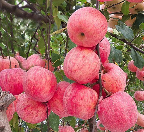 Homystar2's tweet photo. Fresh Red Fuji Apple Fruit – Sweet, Juicy &amp; Thin Skin
Adequate inventory and guaranteed supply
Automatic and manual screening, quality assurance
https://t.co/lV7DERnSH2
#Apple #AppleFruit #CrabApples #CustardApple #RedFujiApple #GrannySmithApples #HedgeApple #HoneycrispApple https://t.co/mjjsMleVRX