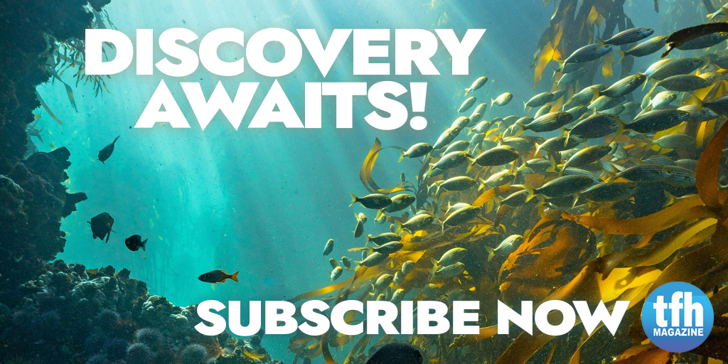 TFHmagazine's tweet image. Whether you are seeking expert advice for your fish tank or want to explore aquatic life in the wild, TFH magazine has you covered!

📷: Helen Walne

hubs.li/Q01T9sjk0

#TropicalFishHobbyist #fishmagazine #magazine