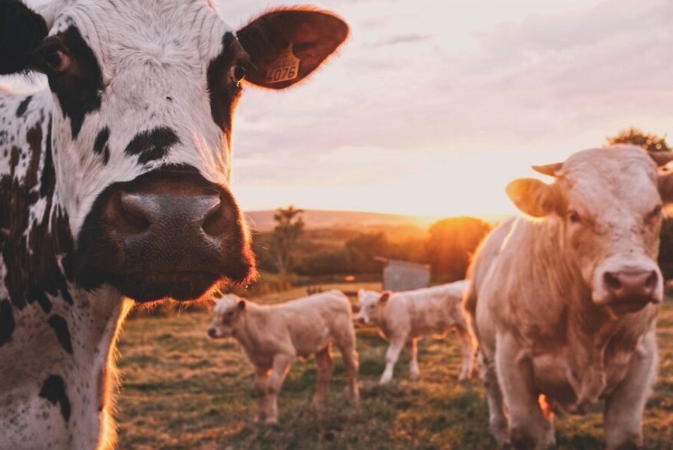 Reducing methane emissions ⬇️
<a href="/belcorporate/">Bel Group</a>'s revolutionary new feed additive seeks to cut back this gas emissions.
👨‍💻Bel’s Milk Purchasing Director, <a href="/sbonnetmeary/">Simon Bonnet</a>, states that this is a decisive step towards a low-methane future for dairy.
👉 bitly.ws/GFHd
#SIALParis
