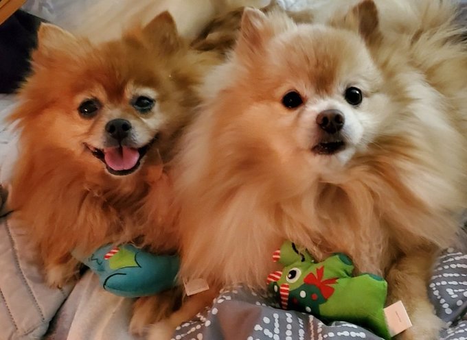It's been a while, Twitter peeps! Anyone that is still out there, what's up? How have you been? #PuppyTax My<a href="/tag/puppytax"class="tags"><span>#puppytax</span></a>