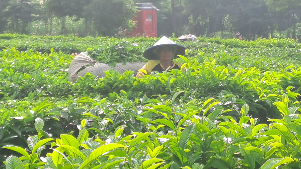 A final harvest of tea leaves before the land is converted to greenhouses.