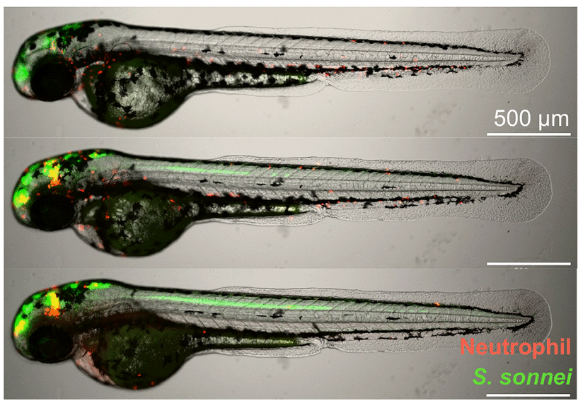 DMM_Journal's tweet photo. Margarida Gomes @cg_margarida @LSHTM will be talking at the UK Cellular Microbiology Meeting today! Check out her talk &amp; recent paper with @ArthurLensen @MostowyLab to find out how they image #Shigella #neutrophil interaction in #zebrafish 

🦠https://t.co/Hm1uCJIB0c https://t.co/WbOG5qqWwC