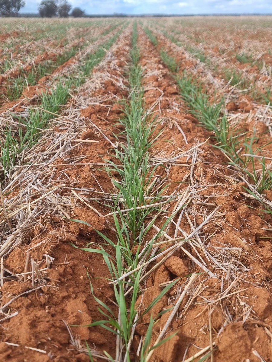 Callum_Wesley's tweet photo. @BreedersPlant 'Dual' wheat sown first week of May down 60-70mm into march moisture, and finding some emerge from 100mm. Bulk paddocks of long coleoptile wheat are now being successfully grown at depth in WA. Well done to @rebetzke_0 and all involved. https://t.co/qzMChtUeVG