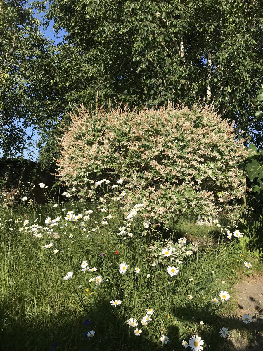The leaves of my flamingo tree are turning brown rather than pink 😩