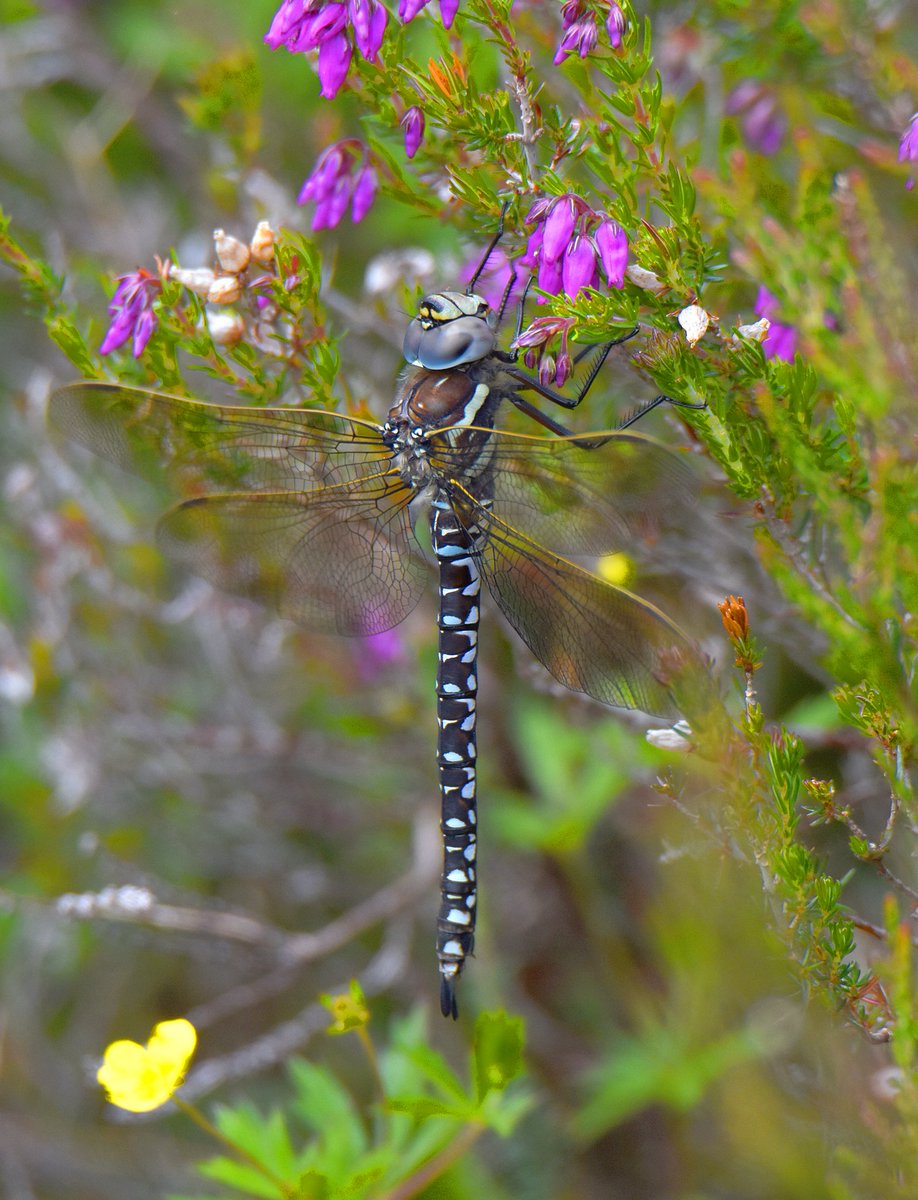 kris_gibb's tweet photo. Common Hawker, Northern Damselfly, Small Pearl-bordered Fritillary and Four-spotted Chaser https://t.co/a3tOiN9A61