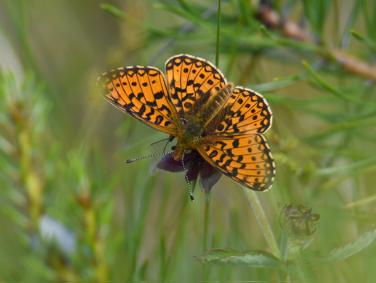 kris_gibb's tweet photo. Common Hawker, Northern Damselfly, Small Pearl-bordered Fritillary and Four-spotted Chaser https://t.co/a3tOiN9A61