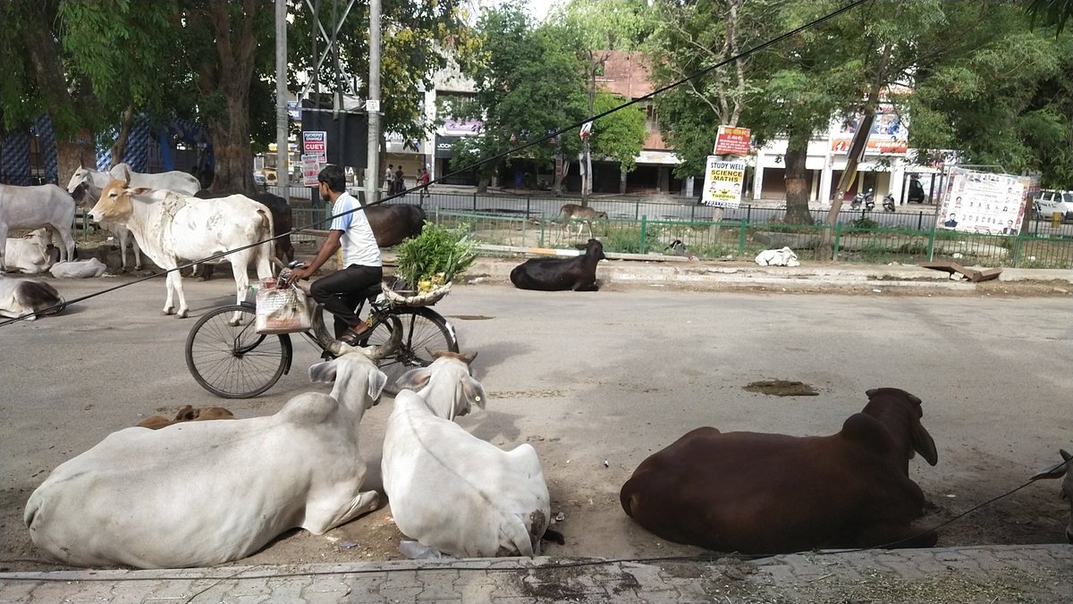 ATEET123456's tweet photo. @MunCorpGurugram awara pashu ka keher location sec 4 market gurgaon nearest milk dairy daily morning mey 5am to 10am tak janwar drop kartey hai take stick action https://t.co/Q0aF69Qssy