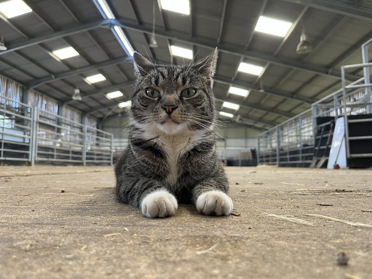 bingbong2005's tweet photo. Boris💙 @TheNorthSchFarm https://t.co/3OJ1ENwWal